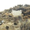 Hémimorphite et Willemite, carrière du Rivet, Peyrebrune, Tarn.