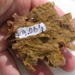 Baryte (Barytine), mine de La Caunette, Salsigne, Aude.