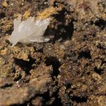 Hémimorphite et Willemite, carrière du Rivet, Peyrebrune, Tarn.