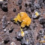 Boltwoodite, mine de Rössing, Arandis, Namibie. – Image 2