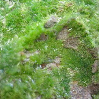 Pyromorphite de Saint Salvy, Tarn.