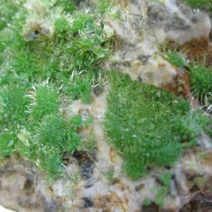 Pyromorphite de Saint Salvy, Tarn.