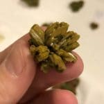 Pyromorphite, Les Farges, Corrèze, France.