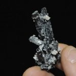 Actinote de Jerez de los Caballeros (Badajoz - Espagne).