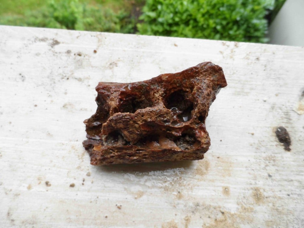 Morceau de mandibule fossile de crocodile après.