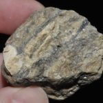 Nadorite du djebel Nador en Algérie (ex Deyrolle).