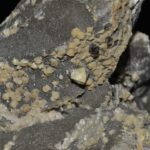 Quartz "diamant" et ankérite dans une septaria (Drôme).