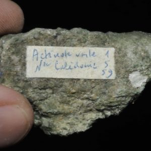 Actinote verte de Nouvelle Calédonie (ex Deyrolle).