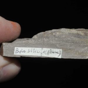Bois silicifié (fossile) de l'Aisne (ex Deyrolle).