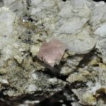 Fluorine rose de Chamonix (massif du Mont-Blanc).