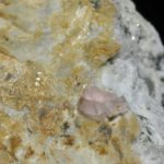 Fluorine rose du Mont-Blanc (Chamonix - Haute-Savoie).
