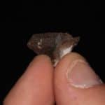 Anatase isolée sur quartz cloriteux de la Lauzière en Savoie