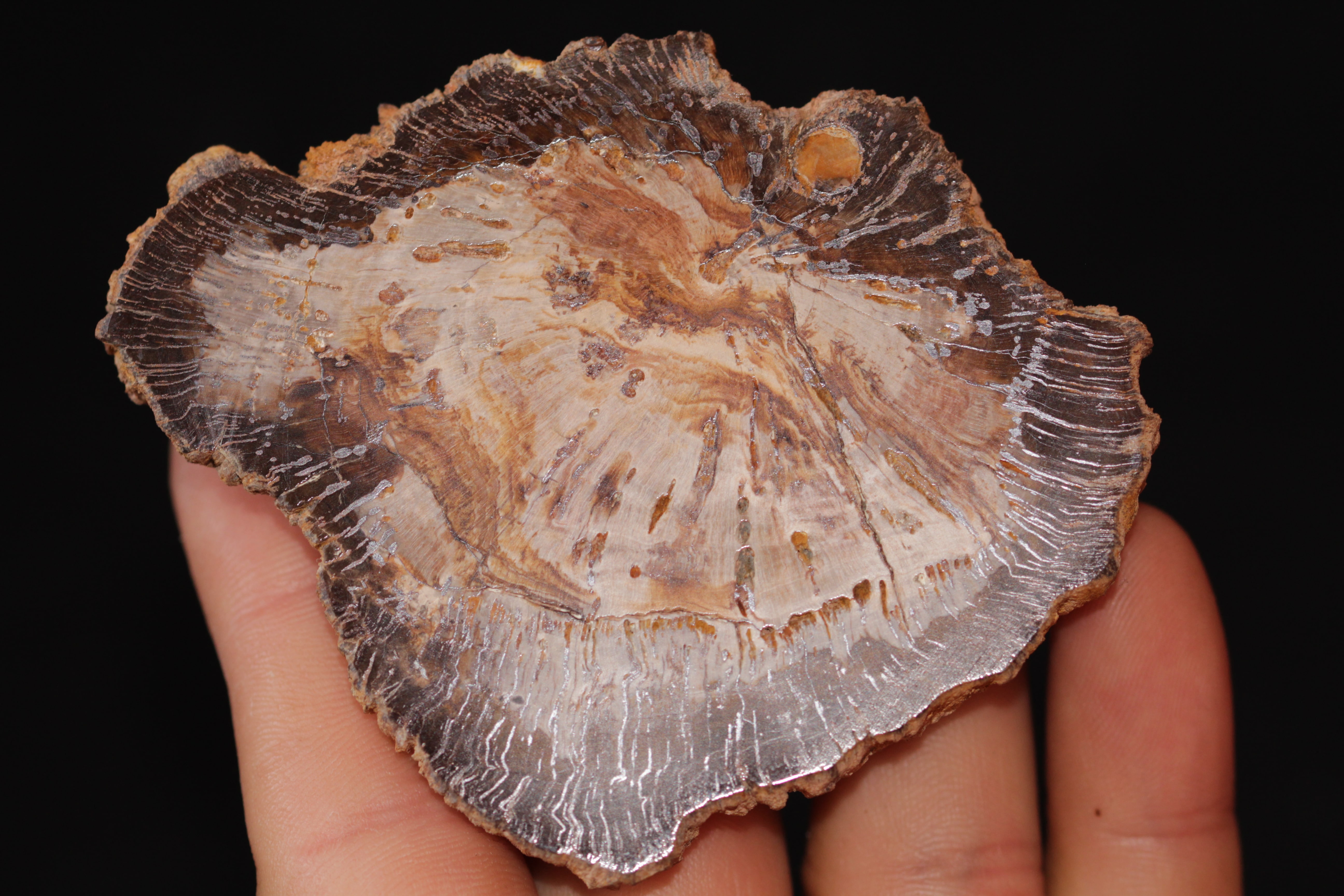 Tranche de bois fossile et agate, La Calamine, Belgique.