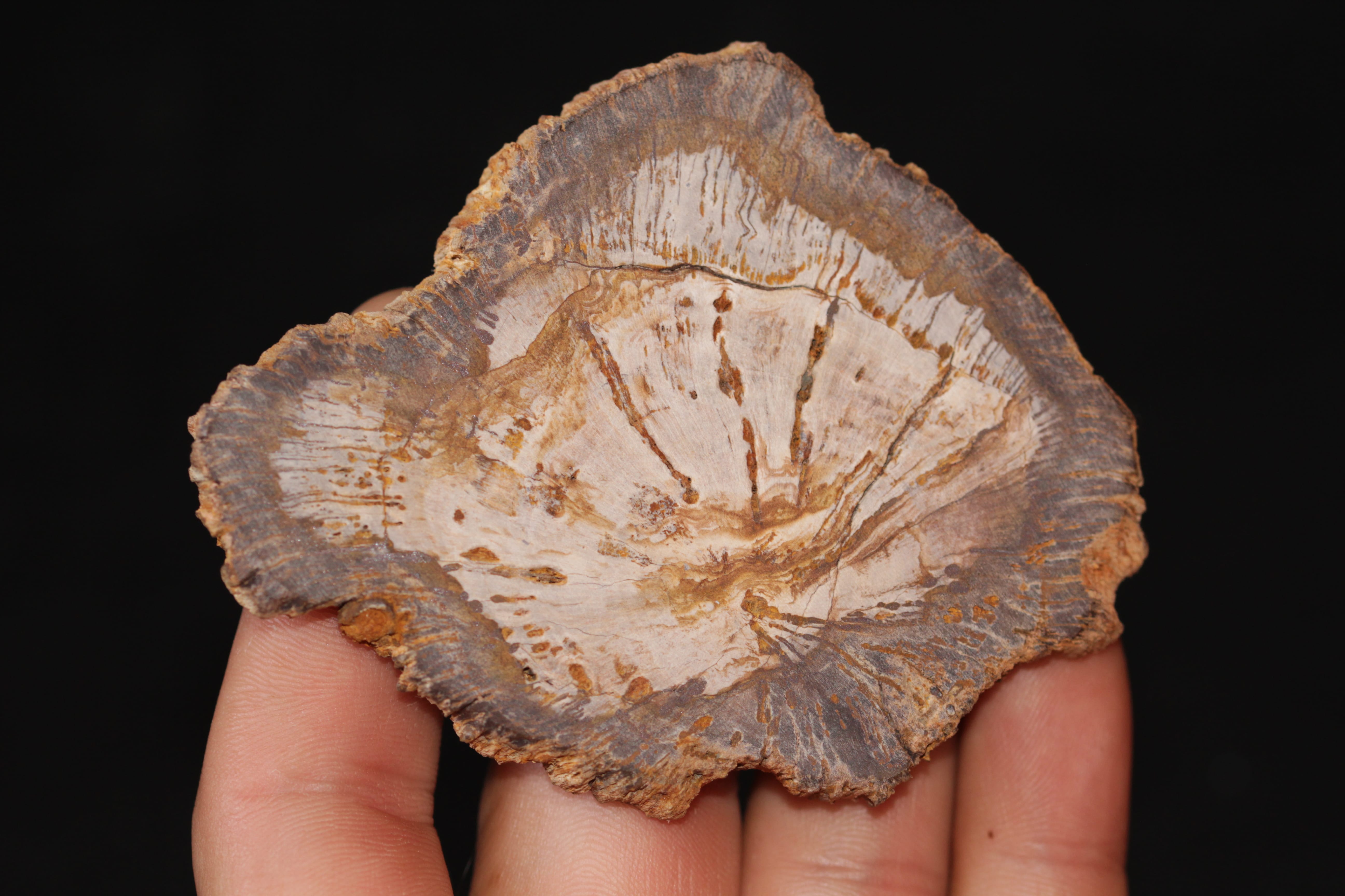 Tranche de bois fossile et agate, La Calamine, Belgique.