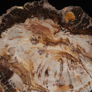 Tranche de bois fossile polie, La Calamine, Belgique.