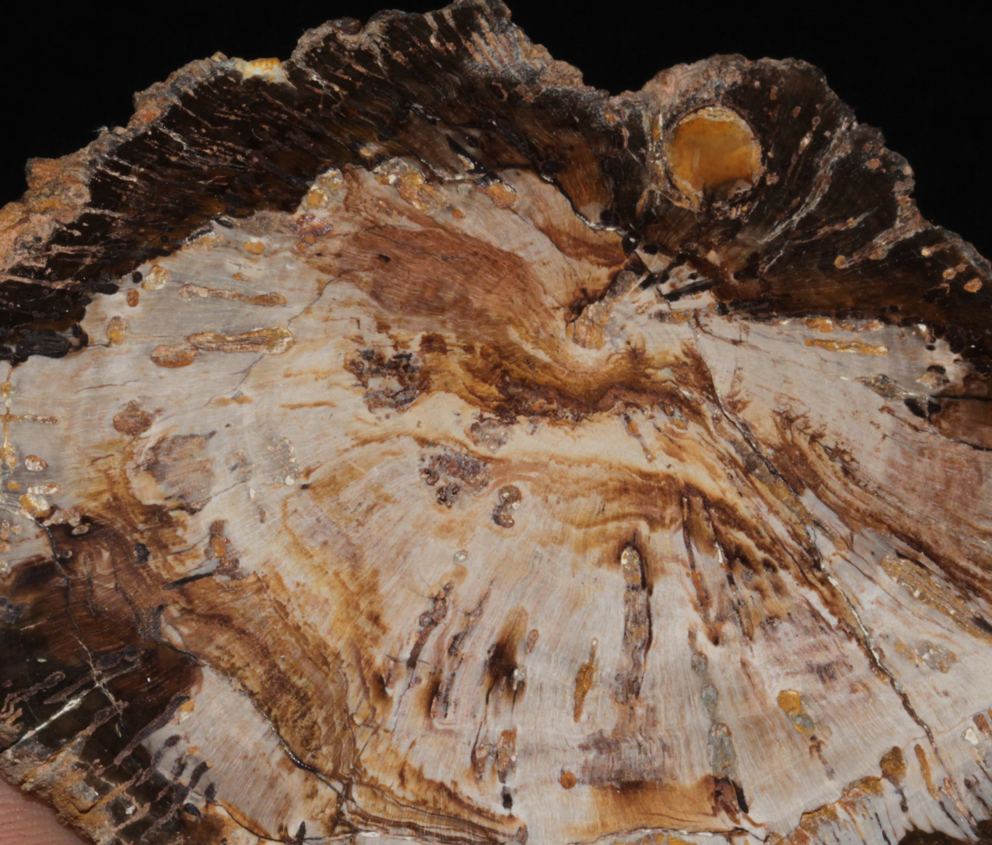 Tranche de bois fossile polie, La Calamine, Belgique.