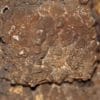 Pseudomorphose de pyromorphite en plomb-gomme, Echassières, Allier.