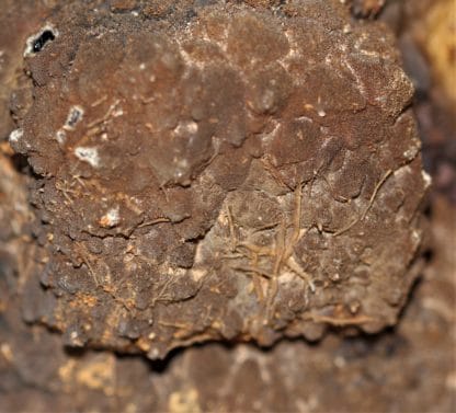 Pseudomorphose de pyromorphite en plomb-gomme, Echassières, Allier.