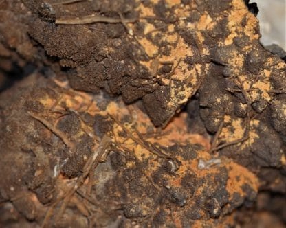 Pseudomorphose de pyromorphite en plomb-gomme, Echassières, Allier.