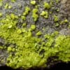 Autunite de Vénachat