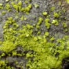 Autunite de Vénachat