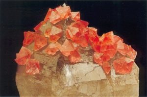 Cristaux de fluorine rose sur cristal de quartz fumé de Chamonix, massif du Mont-Blanc, Haute-Savoie, France.