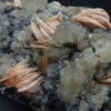 Cérusite et Barytine sur Galène, Mibladen, Maroc.