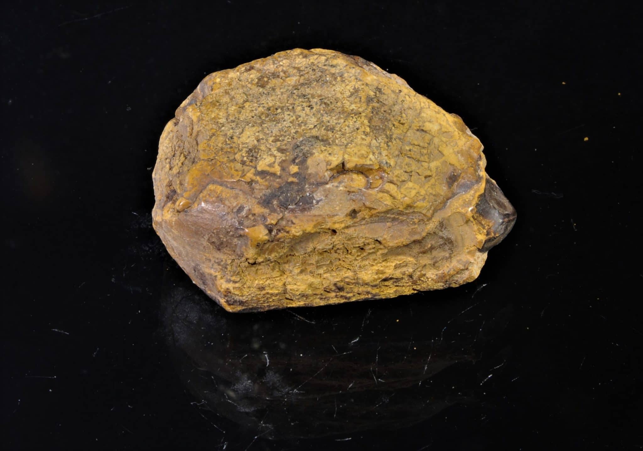 Aetite (Limonite) ou 