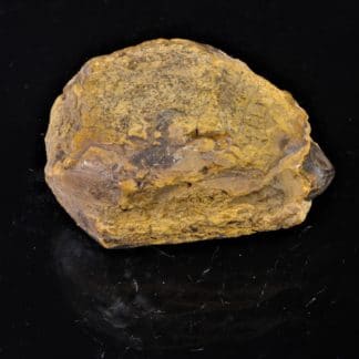 Aetite (Limonite), Pierre d’Aigle, Normandie.