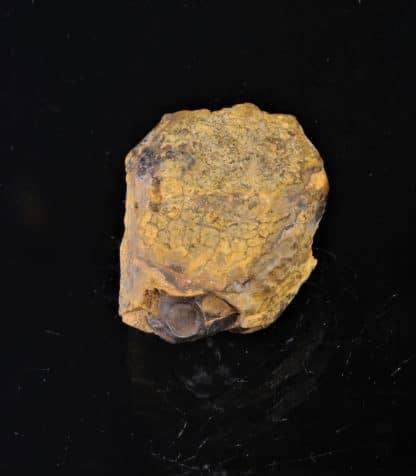 Aetite (Limonite), Pierre d’Aigle, Normandie.