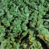 Pyromorphite, Les Farges, Ussel, Corrèze.