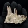 Quartz et chlorite, carrière de Bierghes, Brabant-Wallon, Belgique.