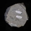 Blende (sphalérite) sur dolomie, Trèves, Gard.
