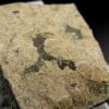 Crandalite, Mont-des-Groseillers, Blaton, Hainaut, Belgique.