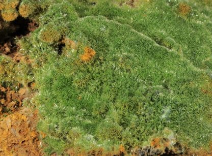 Pyromorphite aciculaire, Saint Salvy, Tarn.