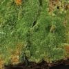 Pyromorphite aciculaire, Saint Salvy, Tarn.