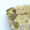 Pyromorphite sur fluorine, mine du Rossignol, Chaillac, Indre.