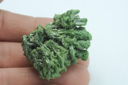 Pyromorphite verte, Les Farges, Ussel, Corrèze, Limousin.