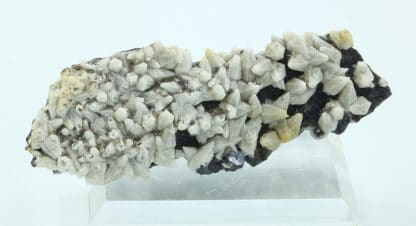 Alstonite, Mine de Nentsberry Haggs, Alston Moor, Angleterre, Royaume-Uni.