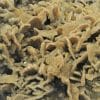 Barytine pseudomorphosée en Quartz, Bois Renard, Voltennes, Saône et Loire.