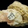 Wulfénite sur Baryte, mine de Lantigné, Beaujeu, Rhône.
