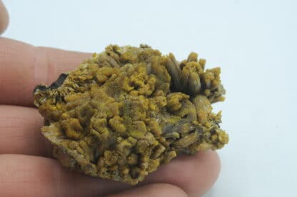 Pyromorphite, Mine des Farges, Ussel, Corrèze, Limousin.