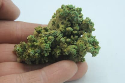 Pyromorphite, Mine des Farges, Ussel, Corrèze, Limousin.