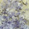 Apatite violette, Tréguennec, Quimper, Finistère, Bretagne.