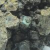Chalcopyrite Blister Copper, Cuzac, Lot. – Image 2