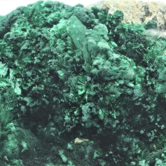 Malachite verte fibreuse, Katanga, Congo.