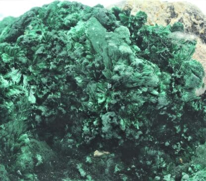 Malachite verte fibreuse, Katanga, Congo.