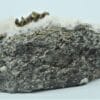 Chalcopyrite cristallisée, Carrière de Cuzac, Lot.