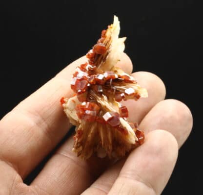 Vanadinite rouge sur baryte crêtée, Mibladen, Maroc.