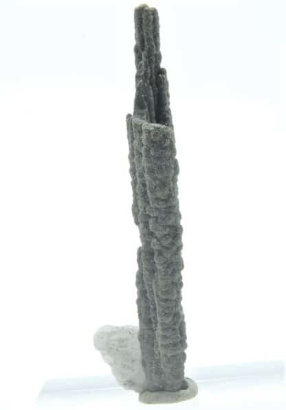 Stalactite de Pyrite et Baryte, Les Cèdres, Mine des Malines, Gard.